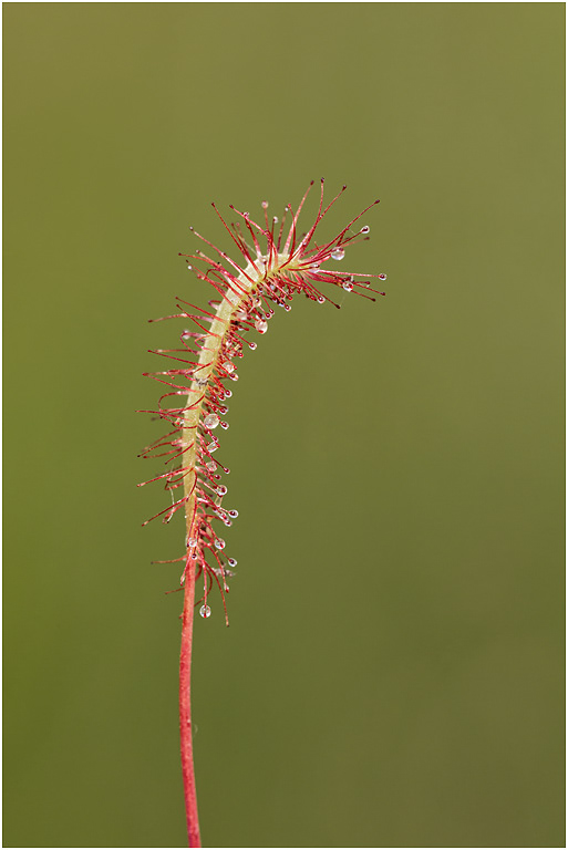 Greater Sundew