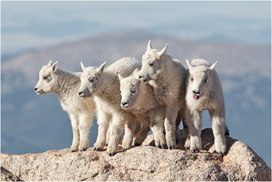 Mountain Goat kids -  beauty pageant line-up, Colorado, USA