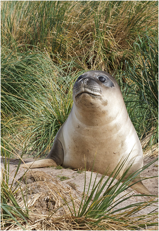 Southern Elephant Seal pup