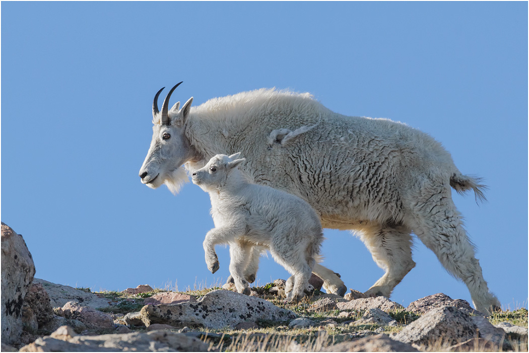 Mountain Goat Nanny & kid, Colorado, USA