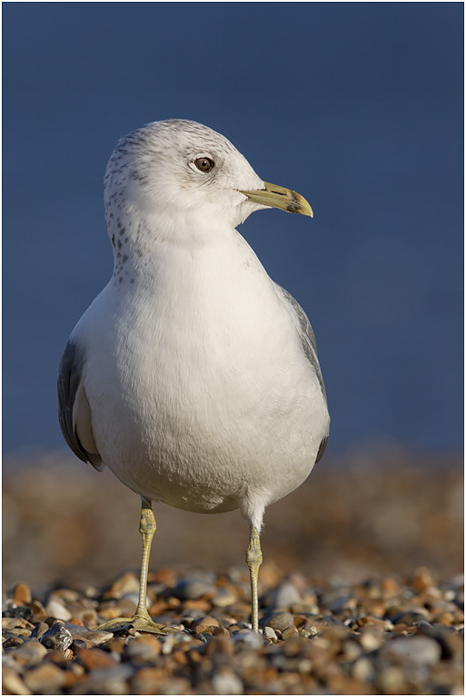 Common Gull - Winter, Norfolk
