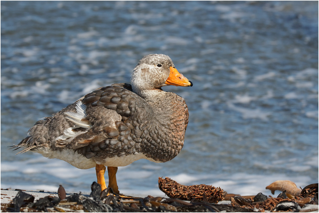 Falklands Steamer Duck, male