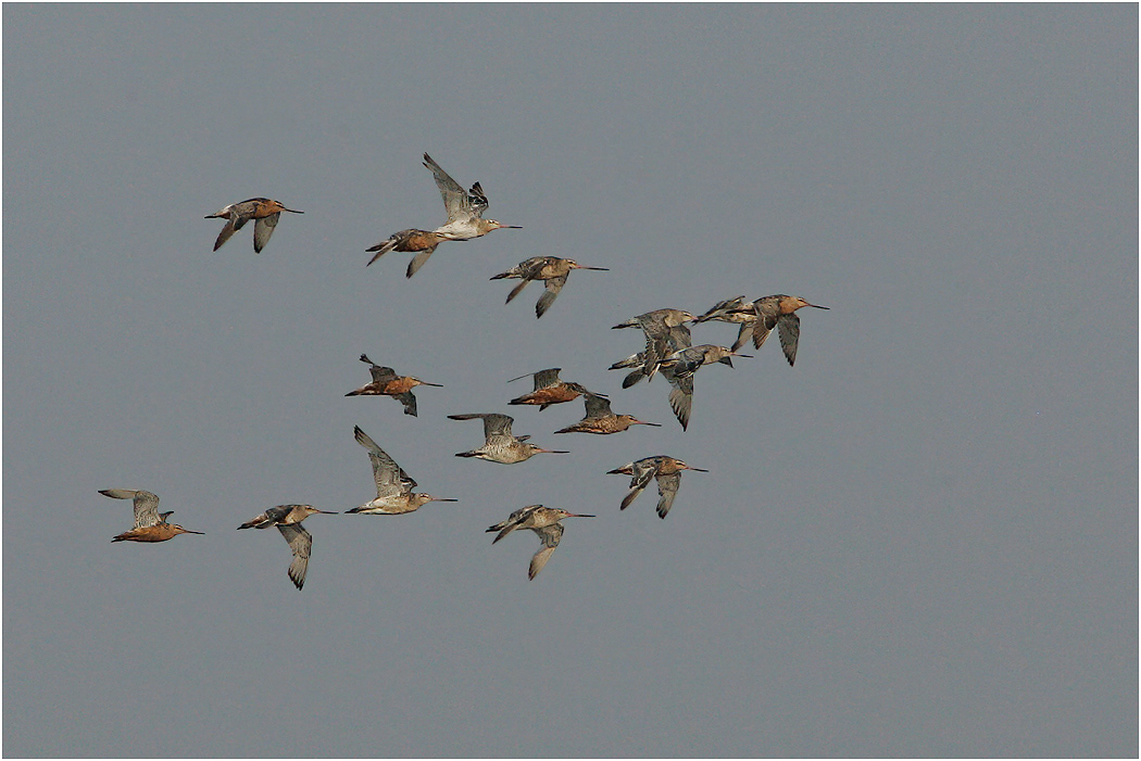Bar-tailed Godwits in flight, Norfolk