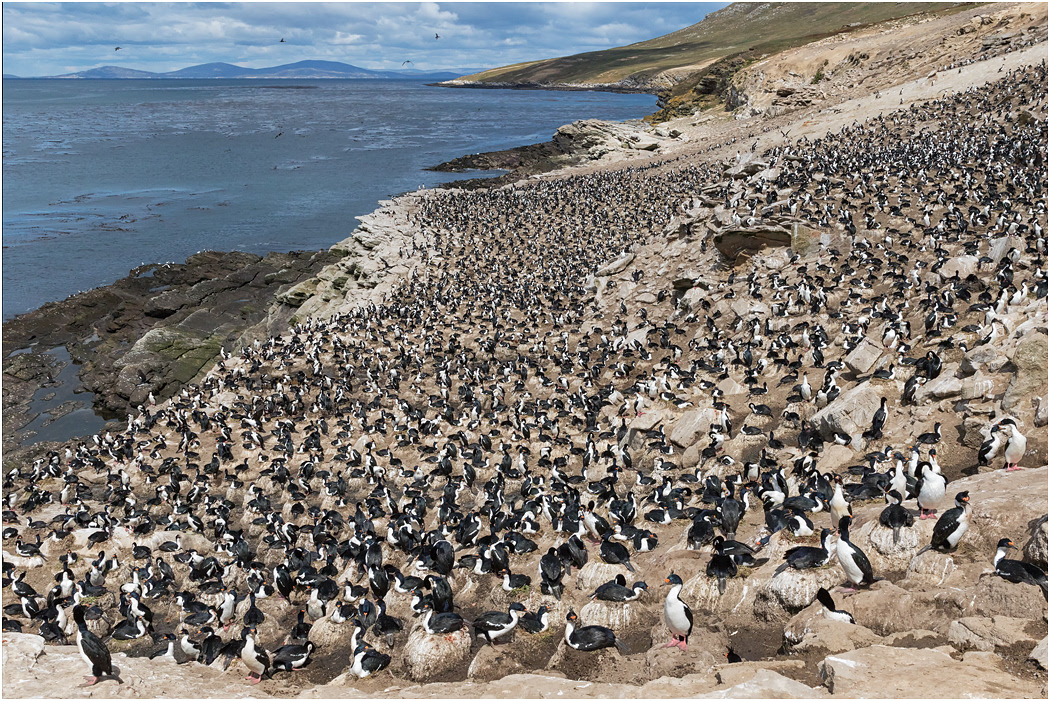 King Cormorant colony, Carcass Island