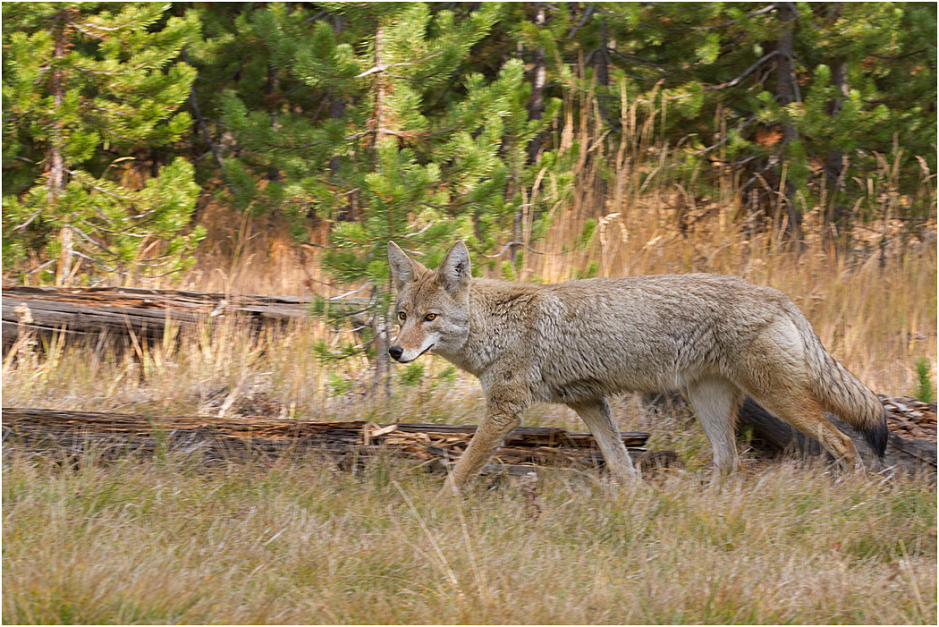Coyote, Yellowstone, Wyoming, USA