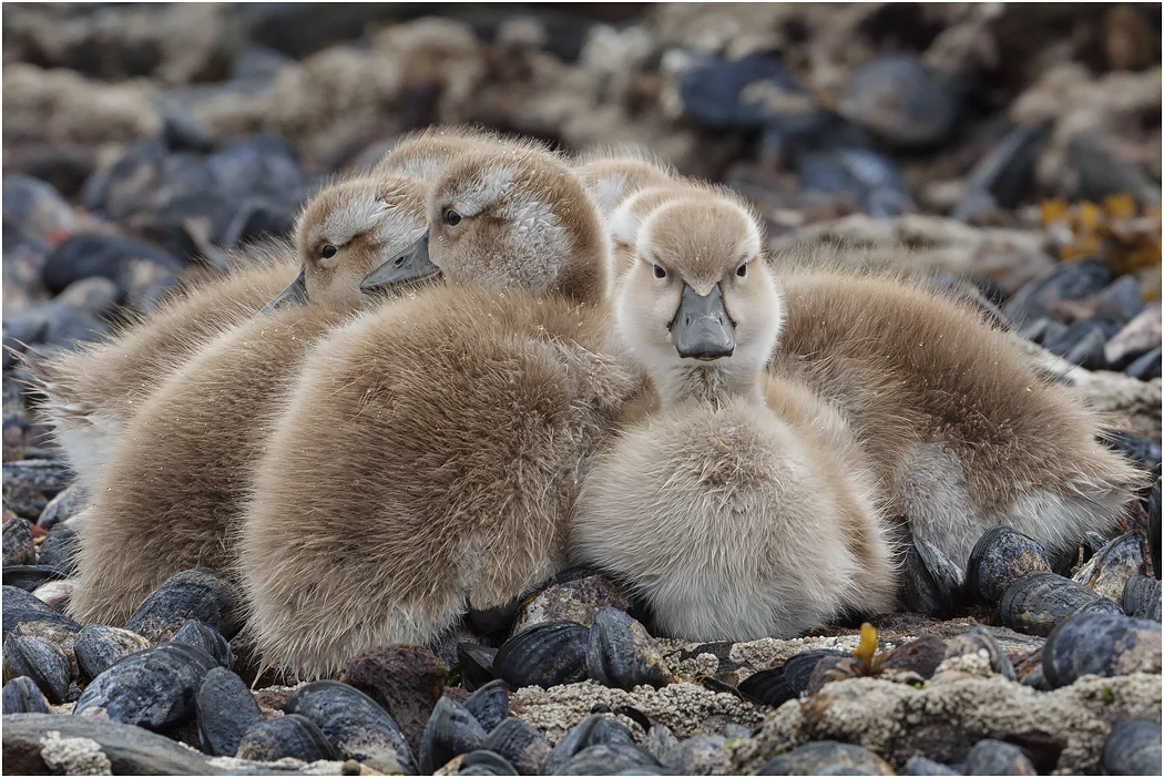 Falklands Steamer Duck chicks