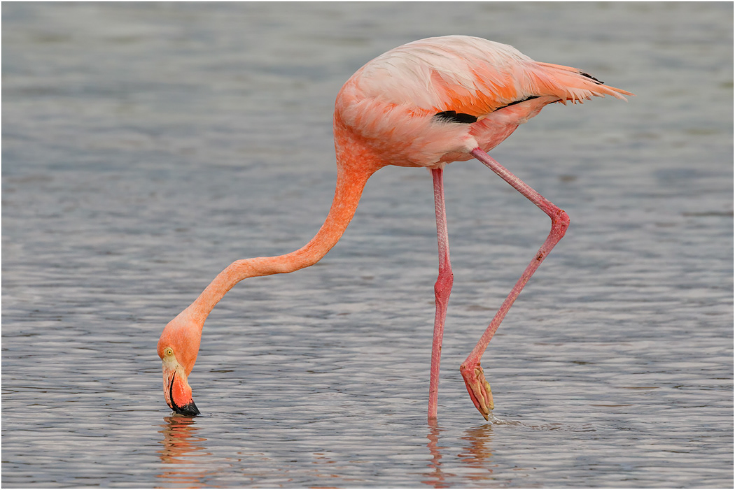 Greater Flamingo, Galapagos Islands