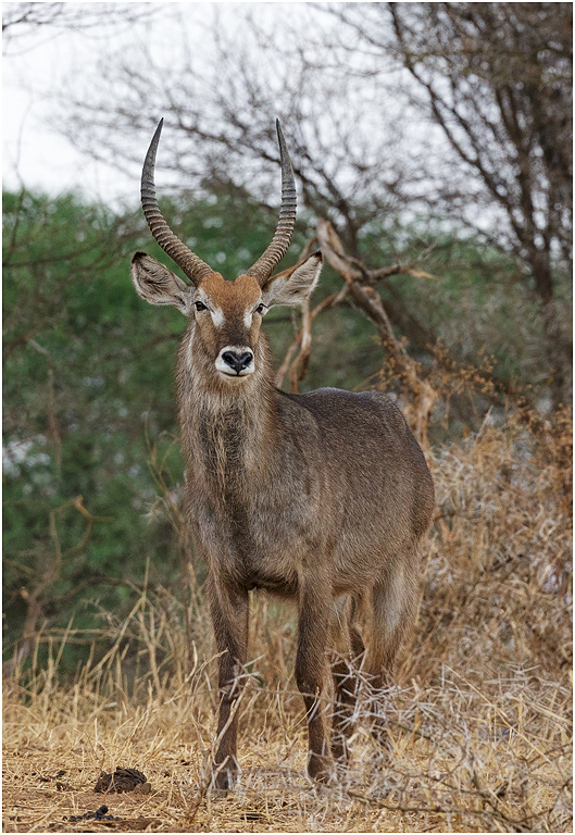Male Waterbuck - Tarangire NP, Tanzania