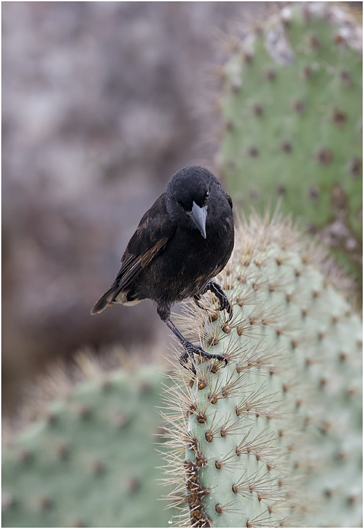 Cactus Ground Finch, Galapagos Islands