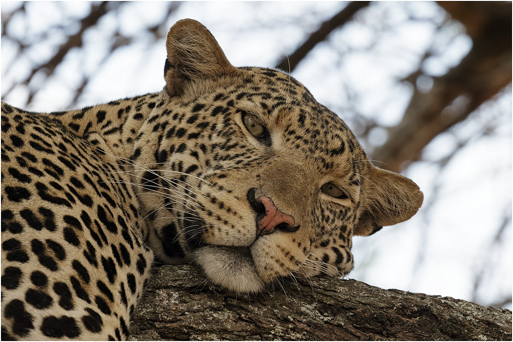 Adult Male Leopard makes eye contact - Tarangire, Tanzania