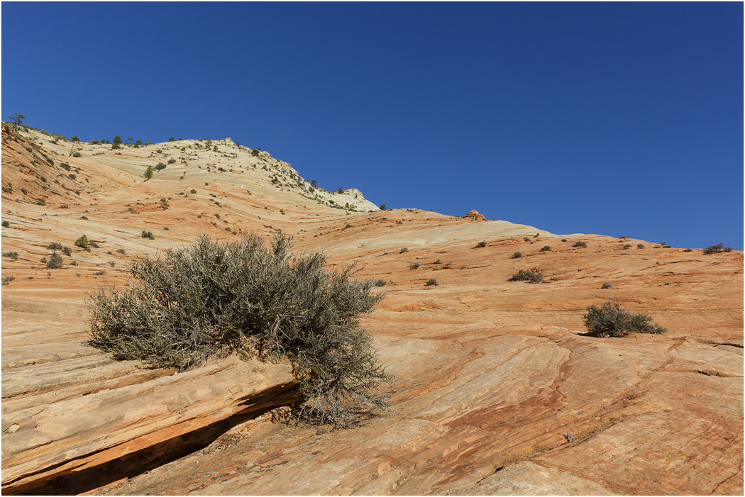 Cross-bedded Navajo Sandstone, near Zion, Utah