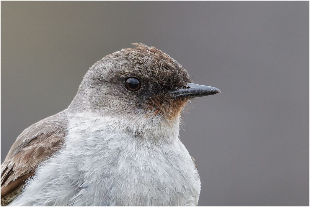 Dark-faced Ground Tyrant