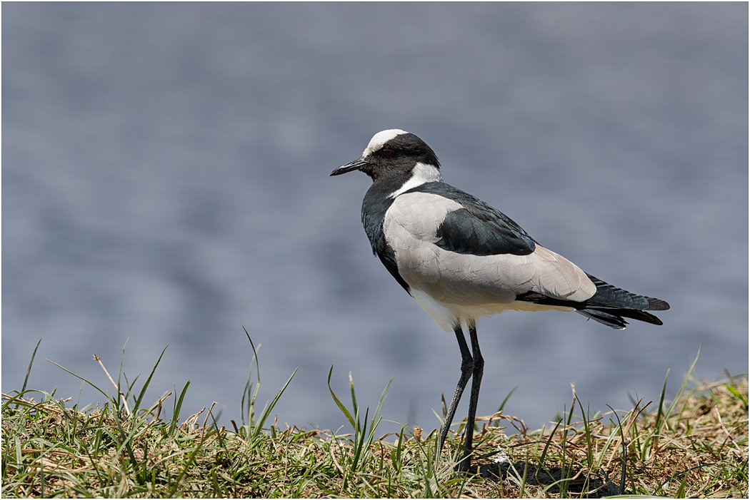 Blacksmith Plover - Ngorongoro Crater, Tanzania