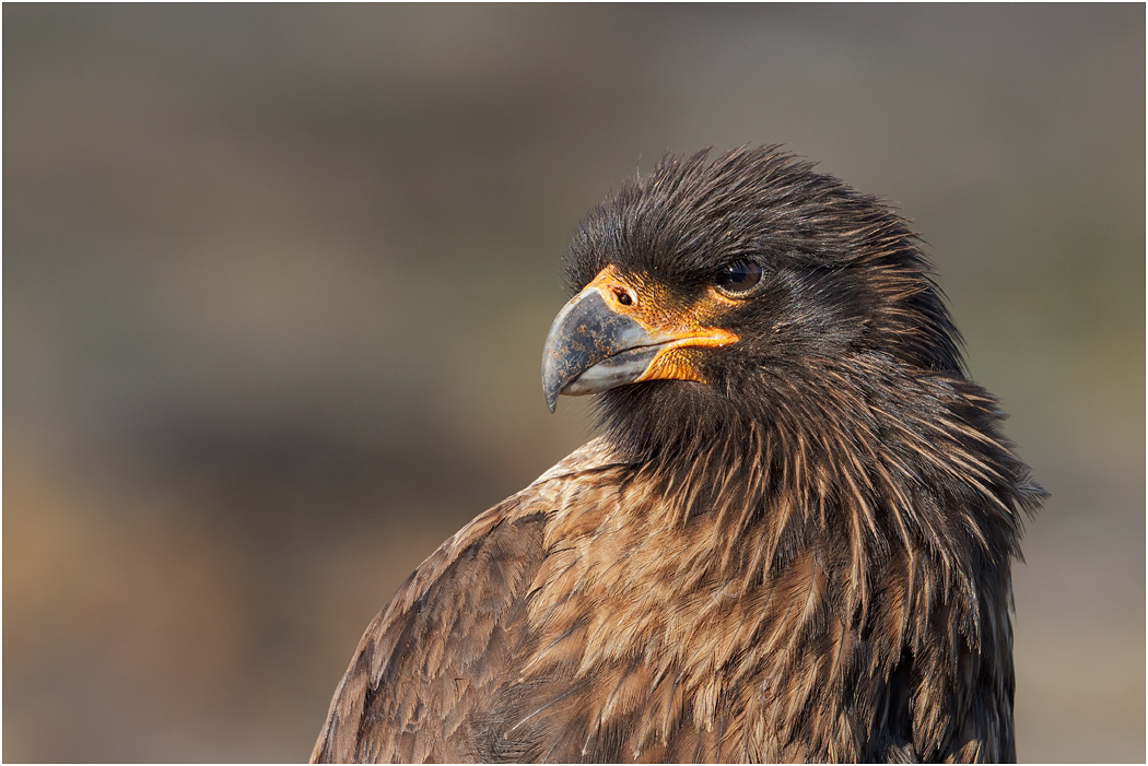 Striated Caracara