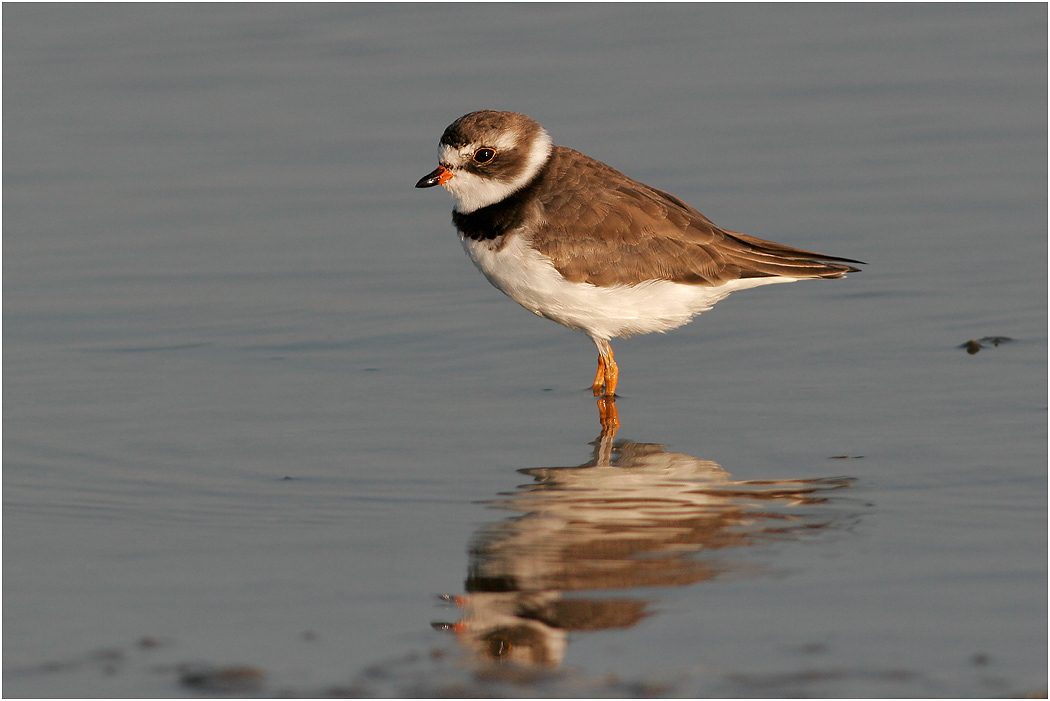 Semipalmated Plover, Florida, USA