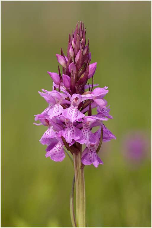 Southern Marsh Orchid