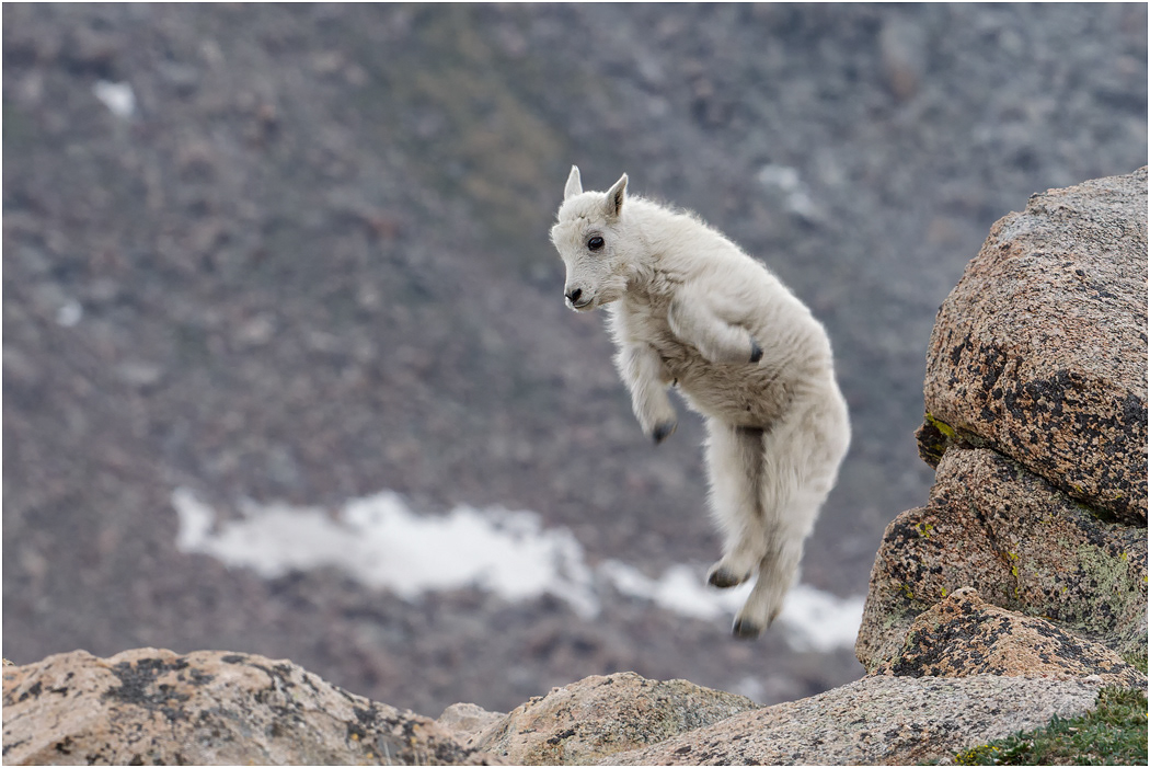 Mountain Goat kid leaping, Colorado, USA
