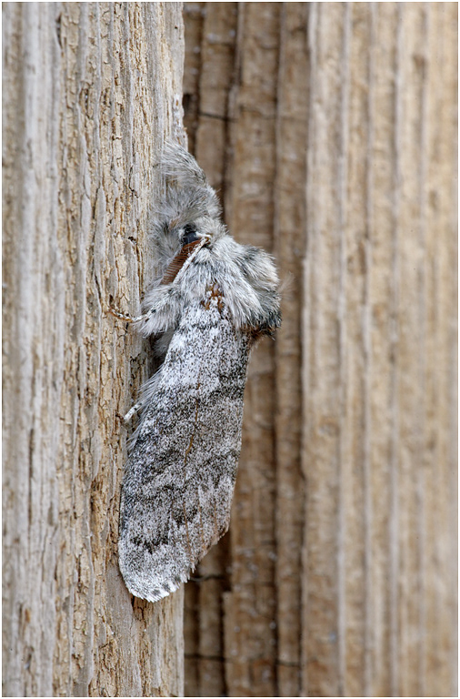 Pale Tussock Moth