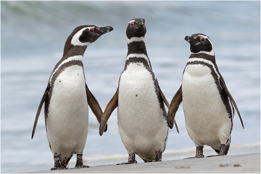 Three Magellanic Amigos