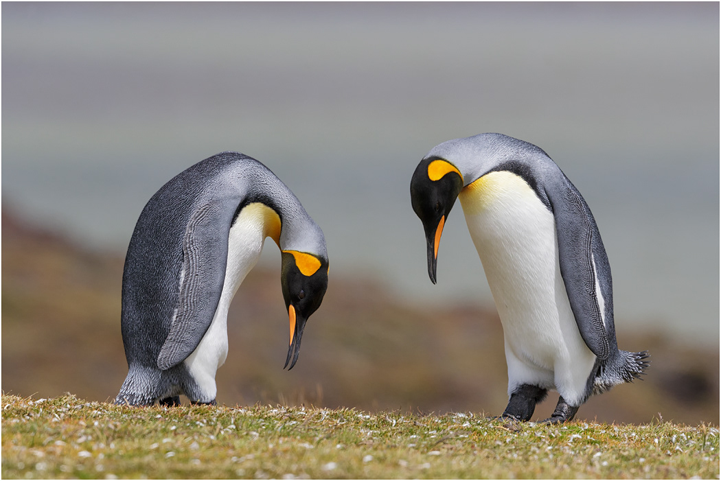 King Penguin courtship display