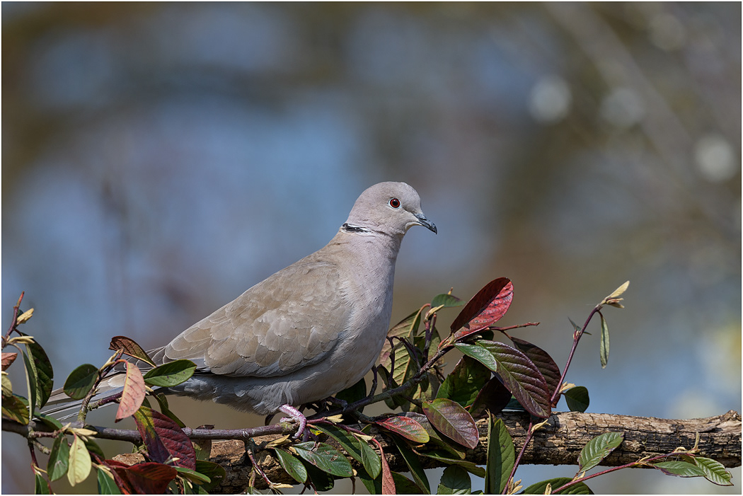 Collared Dove