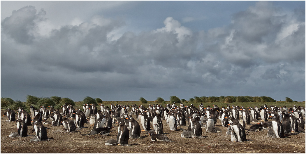 Gentoo Penguins - backs to the wind