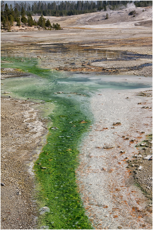 Pinwheel Geyser, Norris Basin, Yellowstone NP