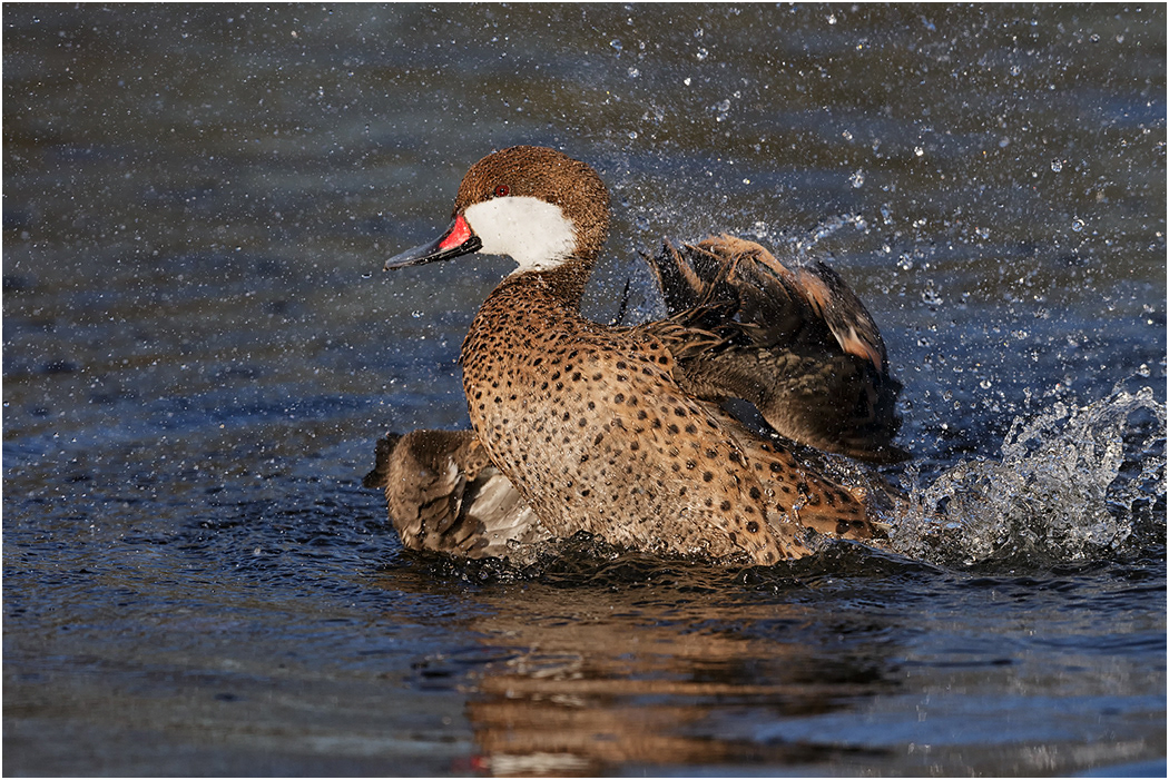 White-cheeked Pintail bathing, Galapagos Islands