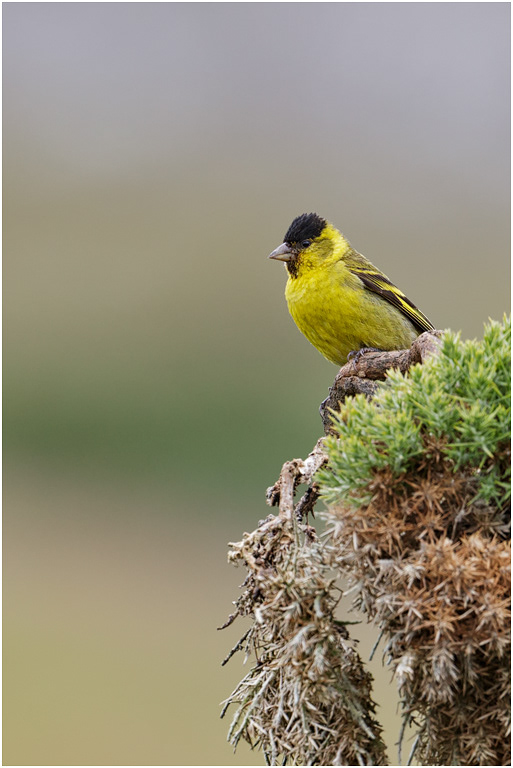 Black-chinned Siskin (male)