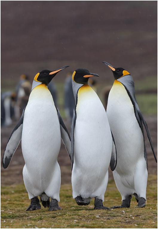 King Penguins - the Three Tenors