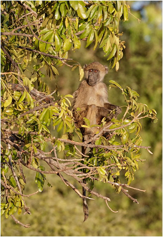 Chacma Baboon sitting in a tree - Chobe NP, Botswana