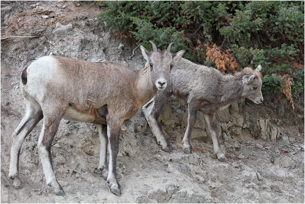 Young Bighorn Sheep at Salt Lick, Alberta, Canada
