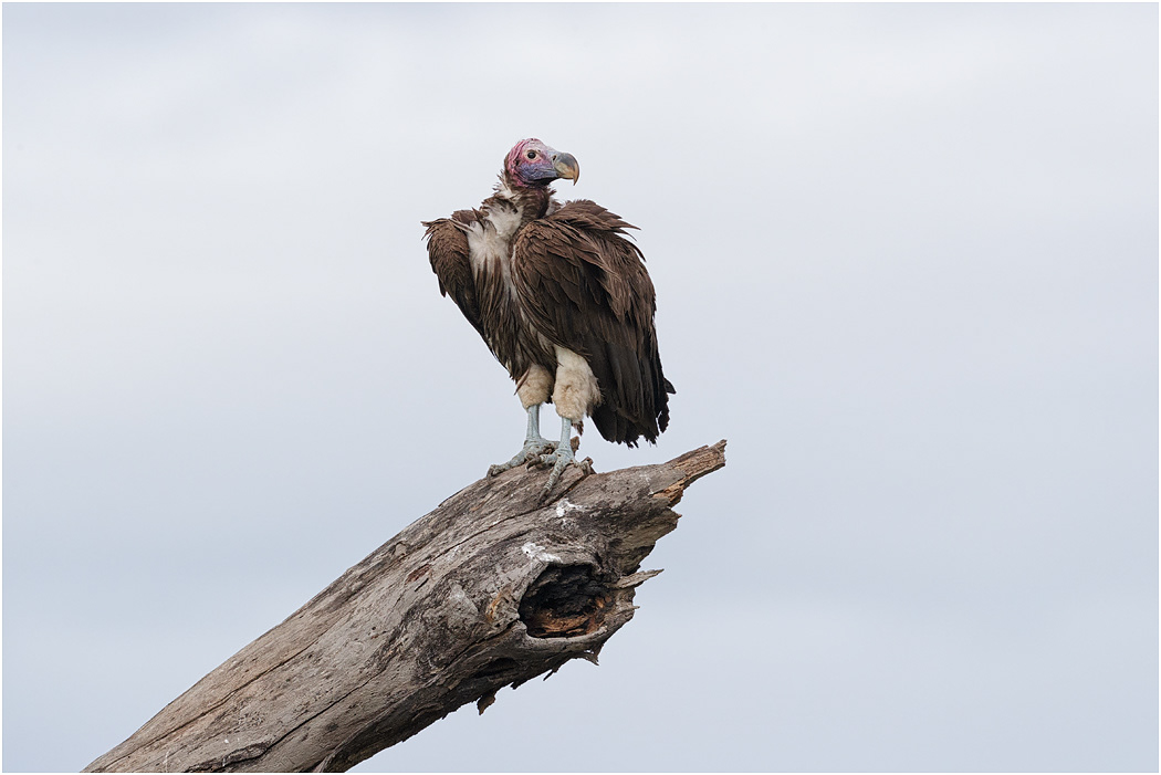 Lappet-faced Vulture - Serengeti, Tanzania