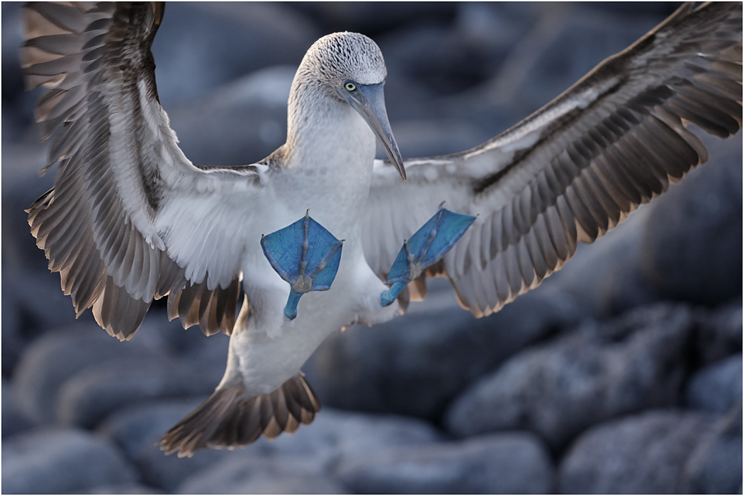 Blue-footed Booby about to land, Galapagos Islands
