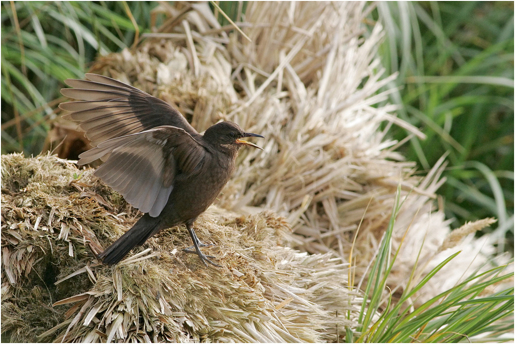Blackish Cinclodes or Tussac Bird