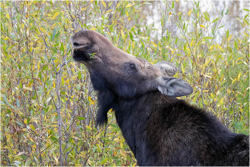 Moose eating Willow leaves, Teton NP, Wyoming