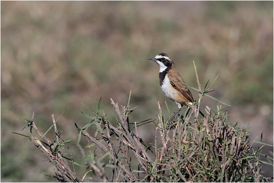 Capped Wheatear, Chobe River, Botswana.