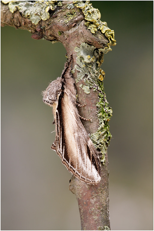 Swallow Prominent