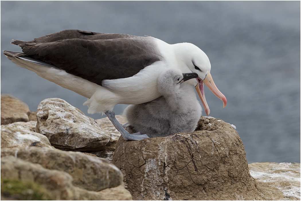 Black-browed Albatross & chick