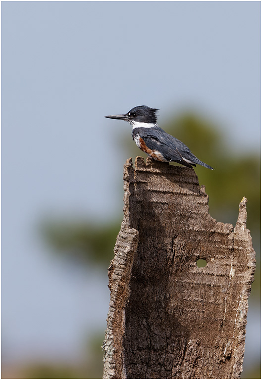Belted Kingfisher, Florida, USA