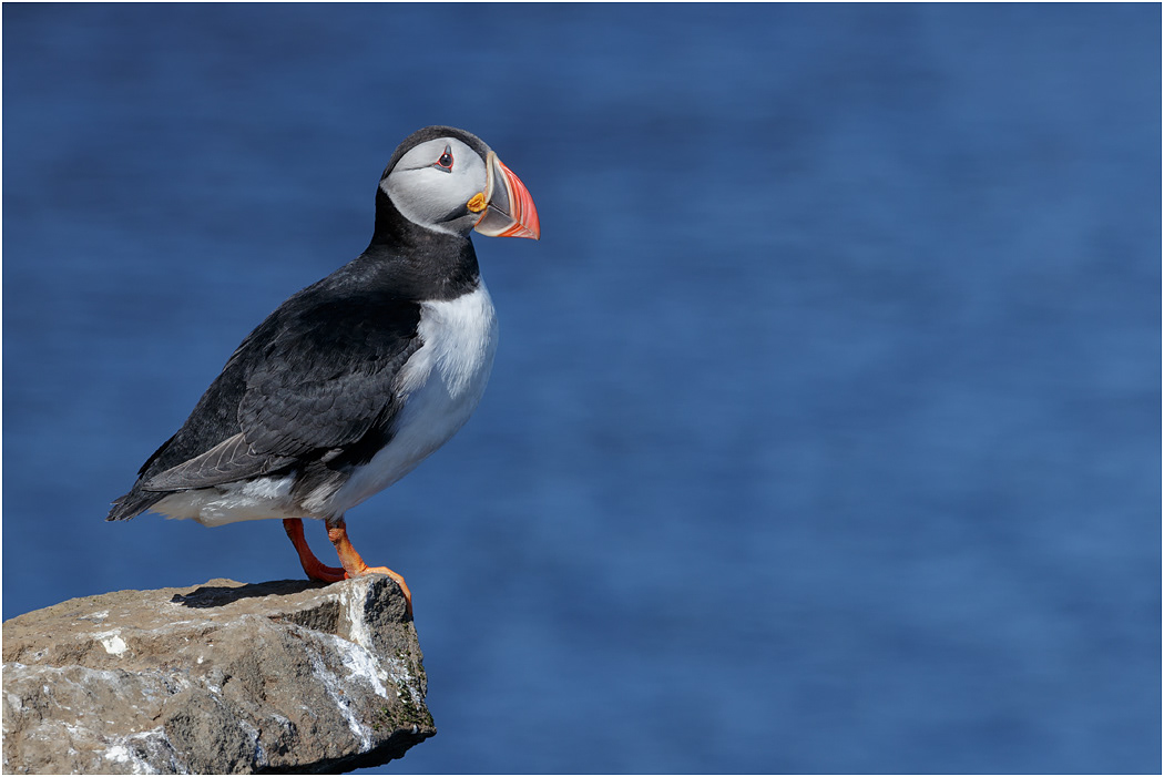 Puffin - Iceland
