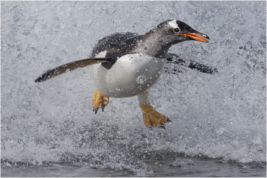 Gentoo Penguin bursts through a wave