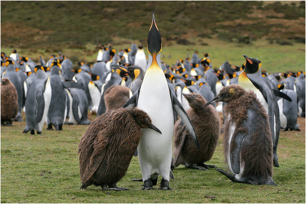 King Penguin and chicks
