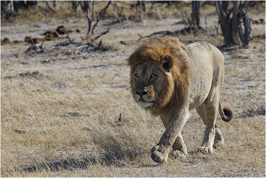 Male Lion - Botswana