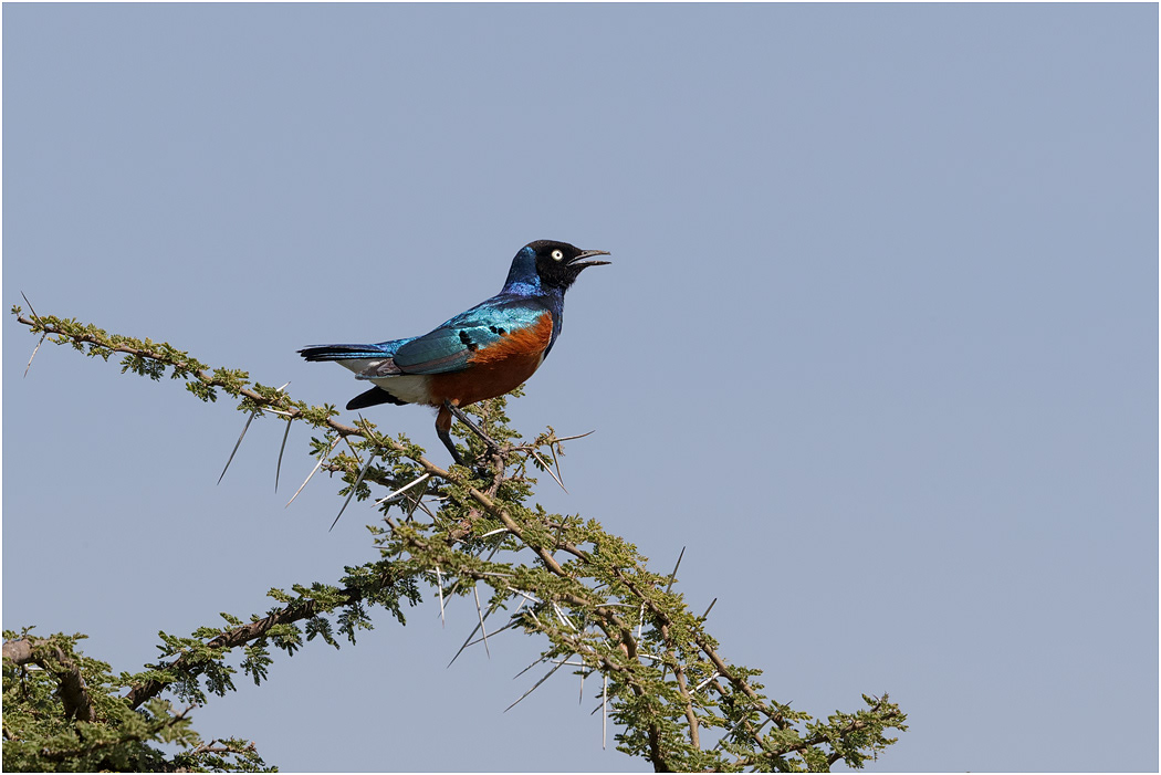 Superb Starling - Serengeti, Tanzania
