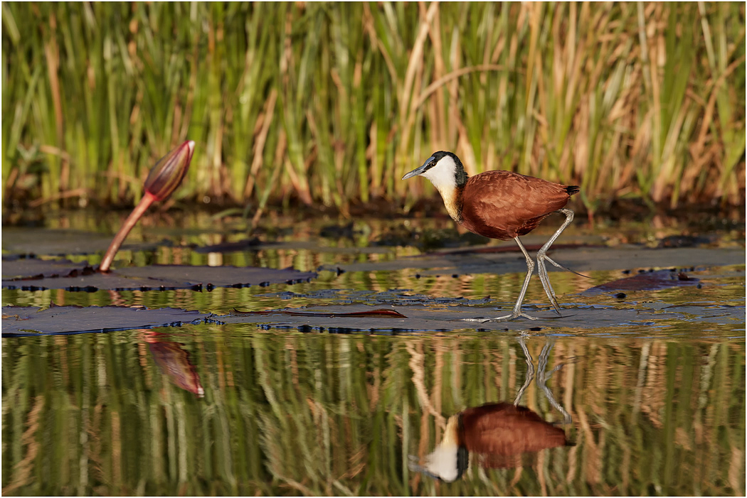 African Jacana - Chobe River, Botswana
