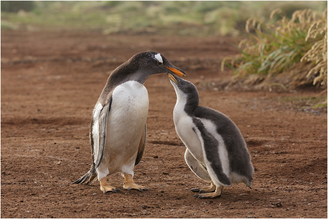 Gentoo Penguin chick and parent