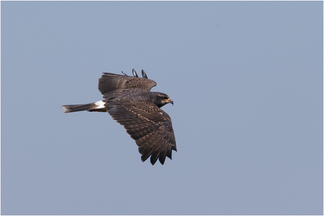 Snail Kite, female, in flight, Florida, USA