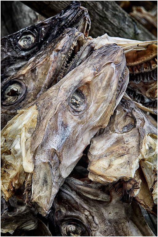 Cod heads drying, Norway