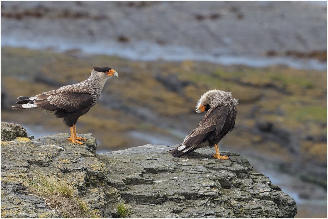 Crested Caracara display